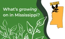 What's Growing on in Mississippi text on a green background